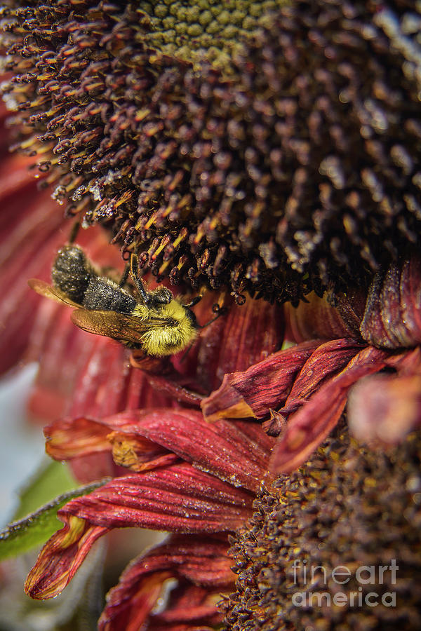 Bee on Sunflower #1 Photograph by Alana Ranney