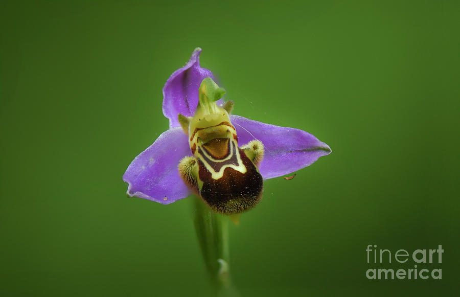 Bee Orchid, Ophrys Apifera, Orchis, Self-pollination, Wild Orchids, Andalusia, Spain. Photograph