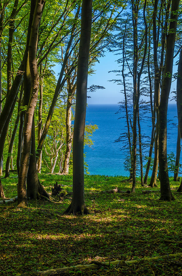 Beech Forest At The Sea #1 Photograph by Hermenau