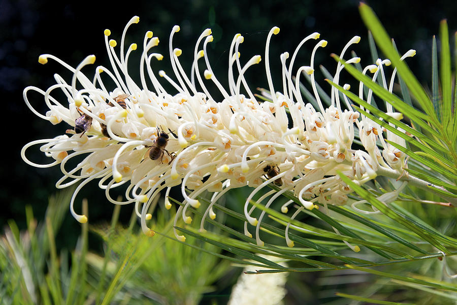 Bees on a grevillea moonlight flower #1 Photograph by Jean-Luc Farges