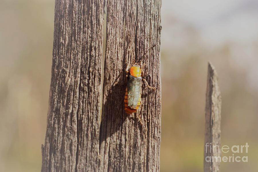 Beetle #1 Photograph by Cassandra Buckley