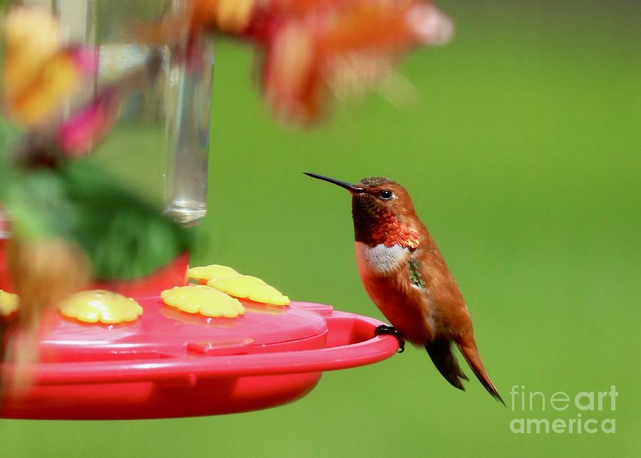 Bejeweled Hummingbird #1 Photograph by Carol Groenen