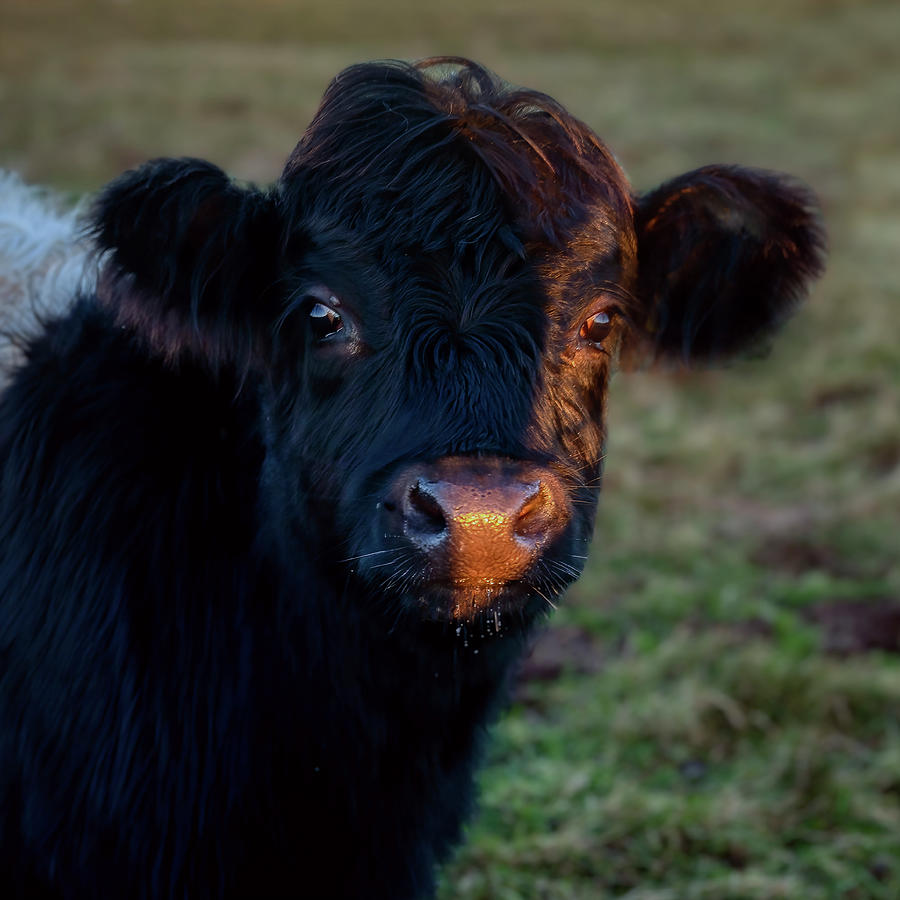 Belted Galloway Calf Photograph by Derek Beattie - Fine Art America