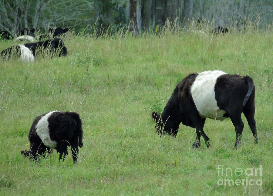 Two Belted Galloways Photograph by D Hackett