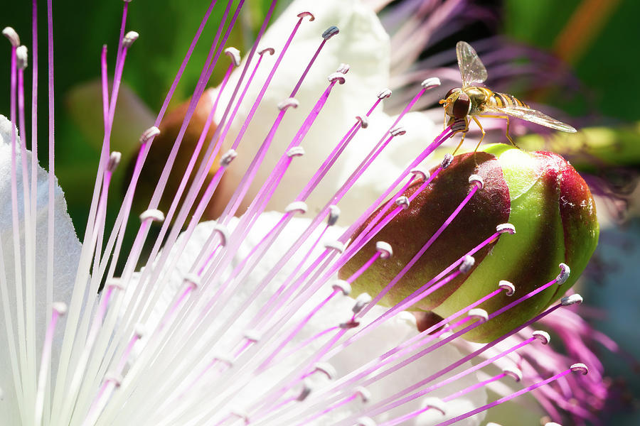 Belted hoverfly on a caper flower #1 Photograph by Jean-Luc Farges