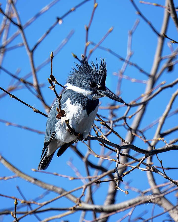 Bird Photograph - Belted Kingfisher #1 by Jim Thompson Bird Photograph - Belted Kingfisher #1 by Jim Thompson