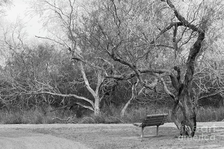 Bench And The Tree Photograph