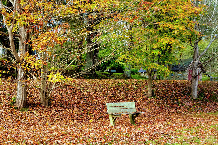 Bench in the Fallen Leaves Creeper Trail in Autumn Fall Colors D Photograph by Debra and Dave Vanderlaan