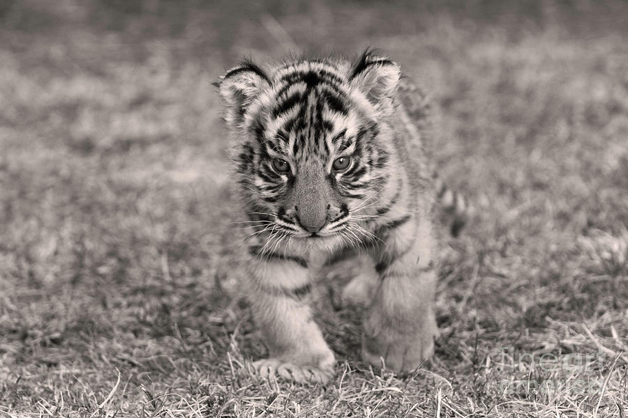 Bengal Tiger Cub #1 Photograph by M Watson
