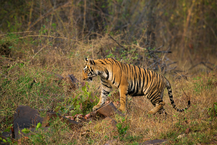Bengal Tiger #1 Photograph by Kiran Joshi