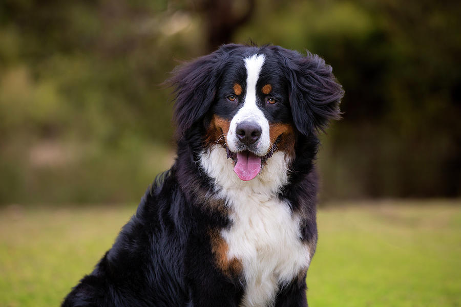 Bernese Mountain Dog #2 Photograph by Diana Andersen
