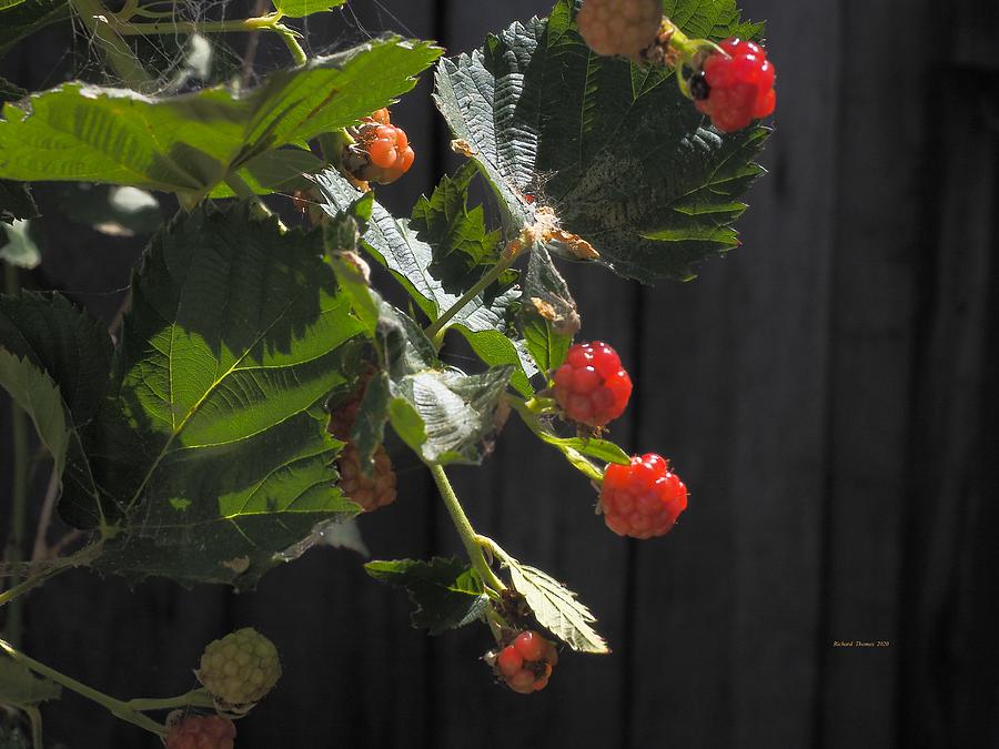 Berries And Web Photograph