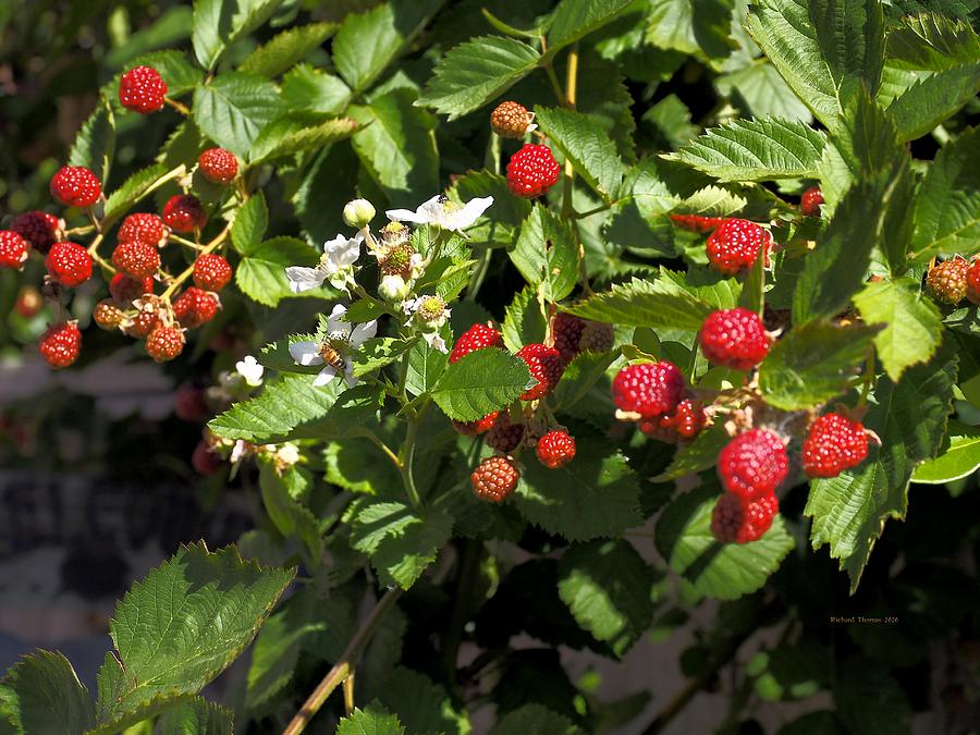 Berry Production #1 Photograph by Richard Thomas