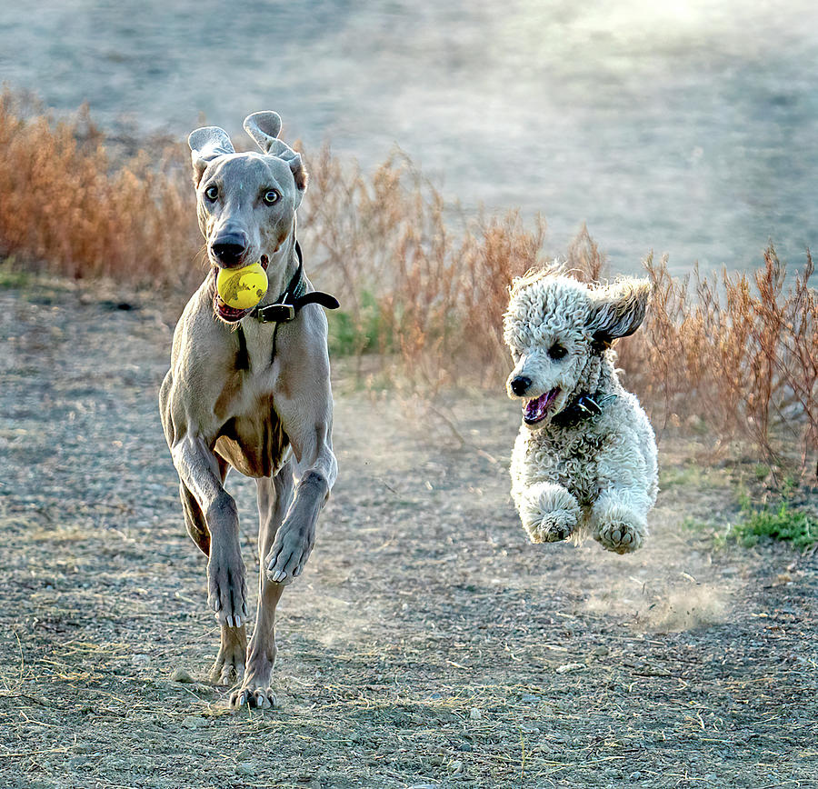 At the Dog Park - Best Pals Photograph by Judi Dressler