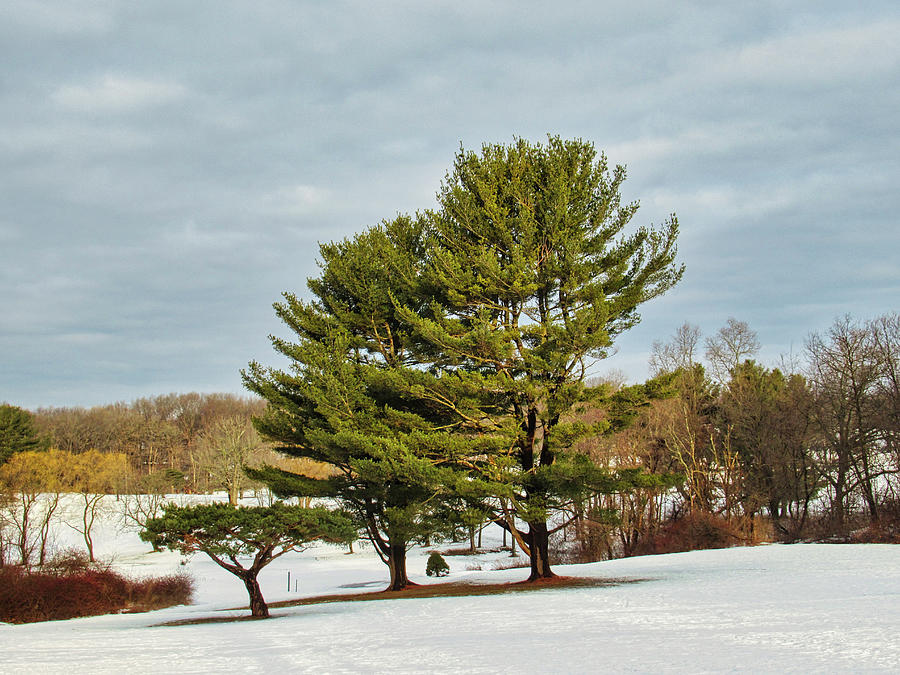 Beverly Golf Course in Winter  #1 Photograph by Scott Hufford