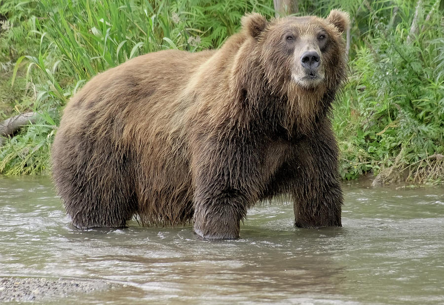Big brown bear in river #1 Photograph by Mikhail Kokhanchikov