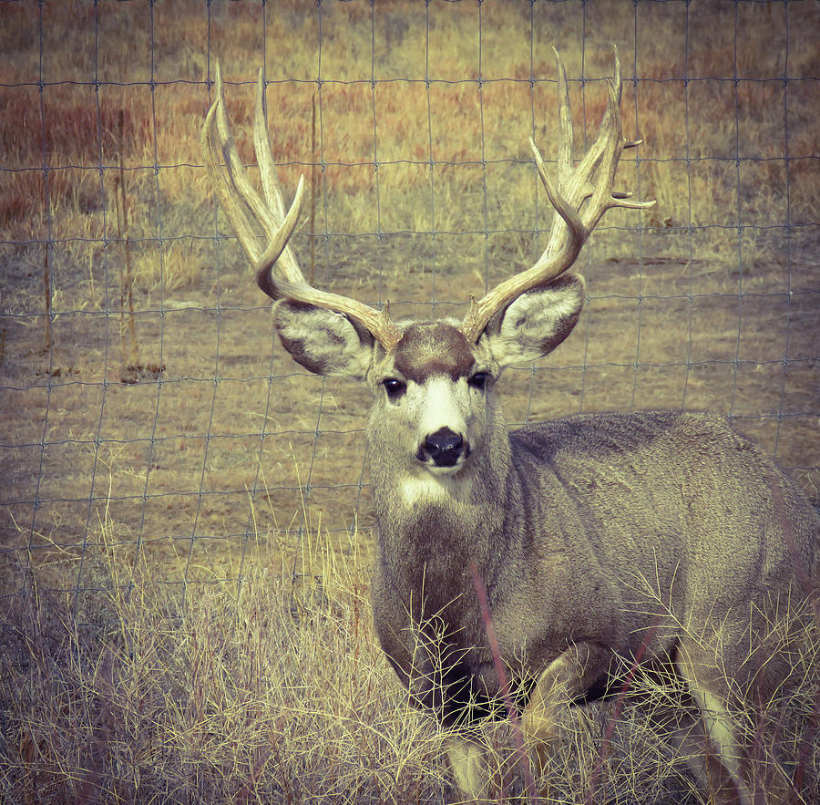 Big Buck Photograph