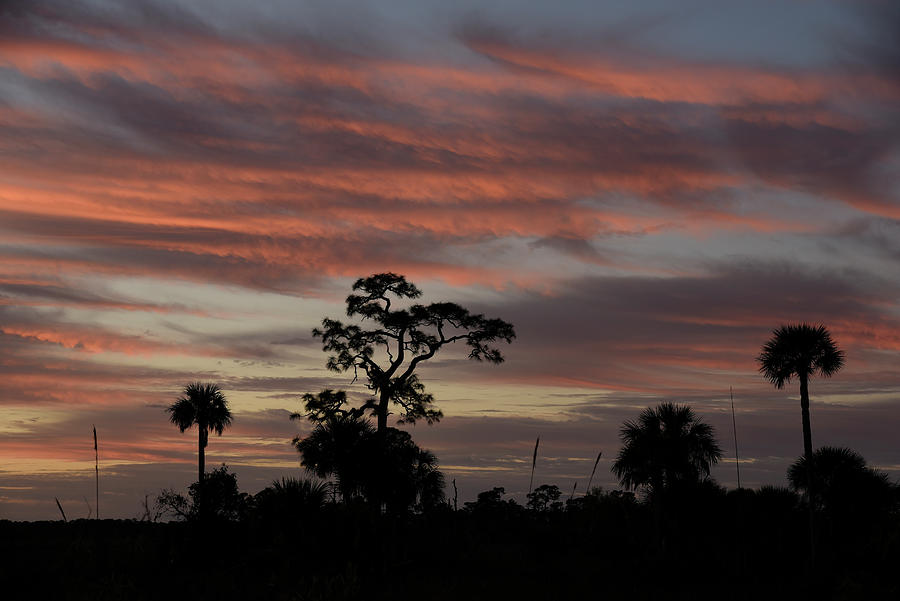 Big Cypress Sunrise #1 Photograph by Cindy McIntyre