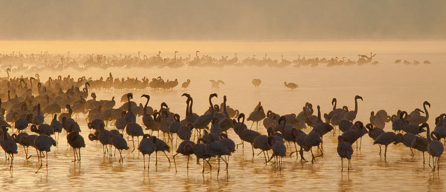 Big group flamingos on the lake. Kenya. #1 Photograph by Andreygudkov