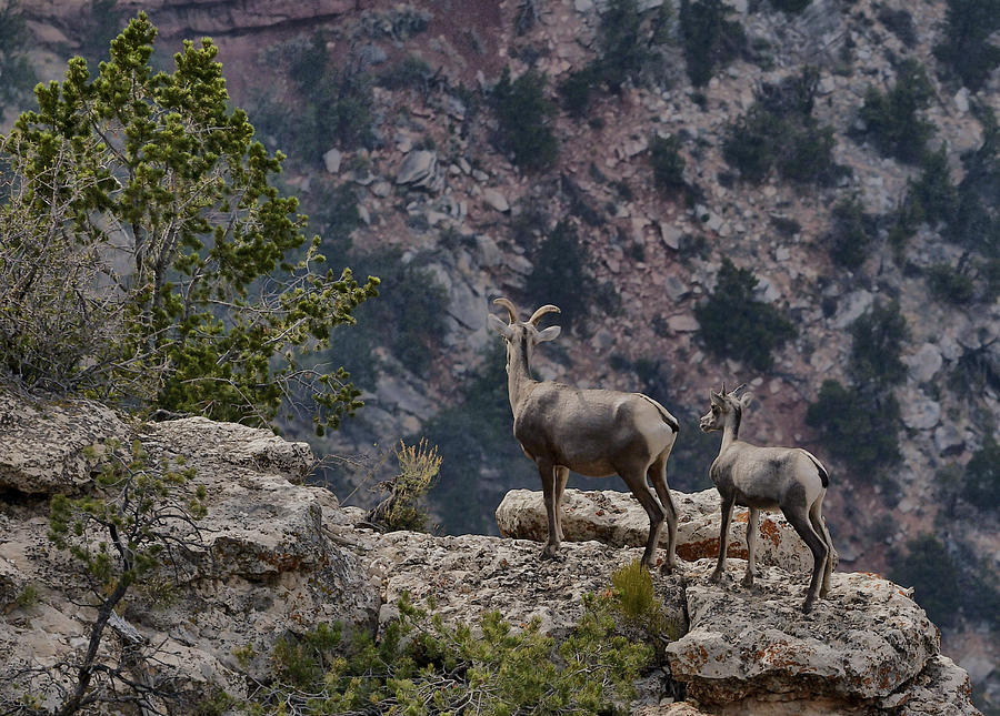 Grand Canyon Big Horn Sheep Photograph by Stephen Vecchiotti