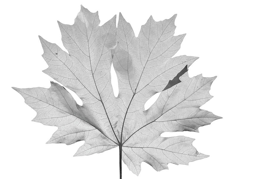 Big Leaf Maple Photograph