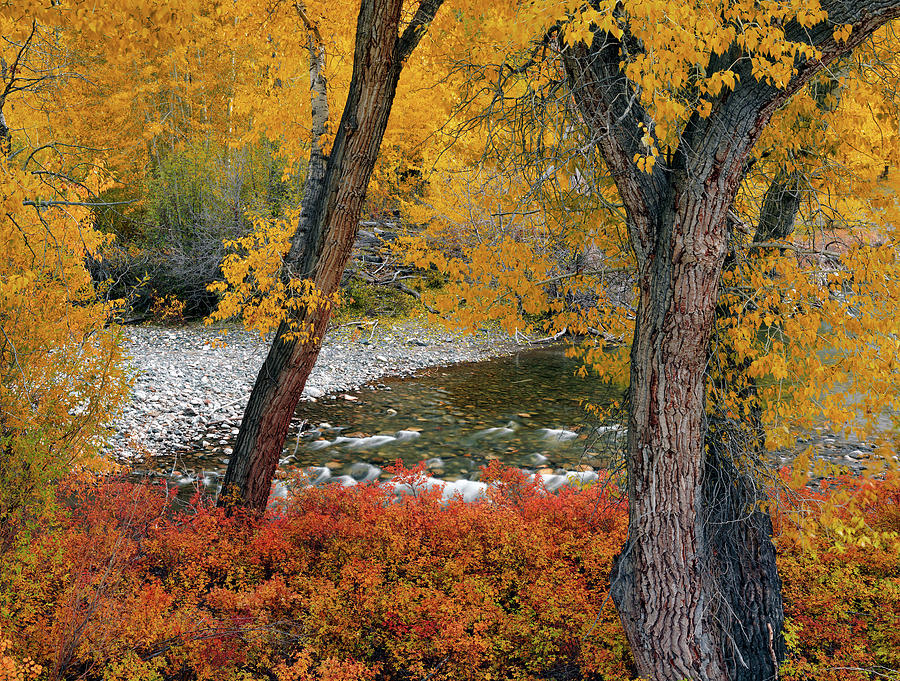 Big Lost Autumn #1 Photograph by Leland D Howard