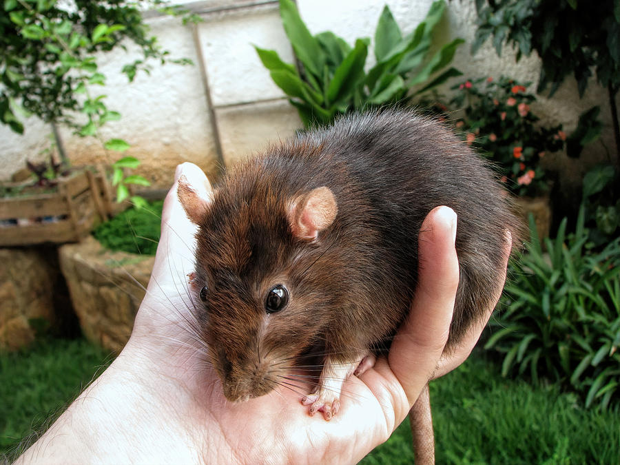 Big pet rat on hand #1 Photograph by Joao Paulo Burini