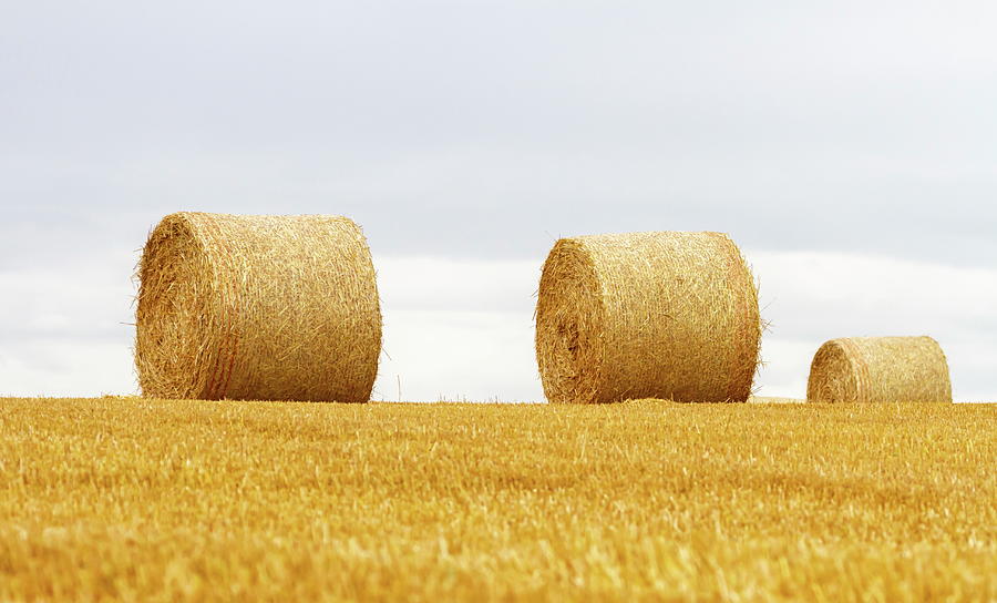 Big round bales of straw in a field after harvest #1 Photograph by Elenarts - Elena Duvernay photo