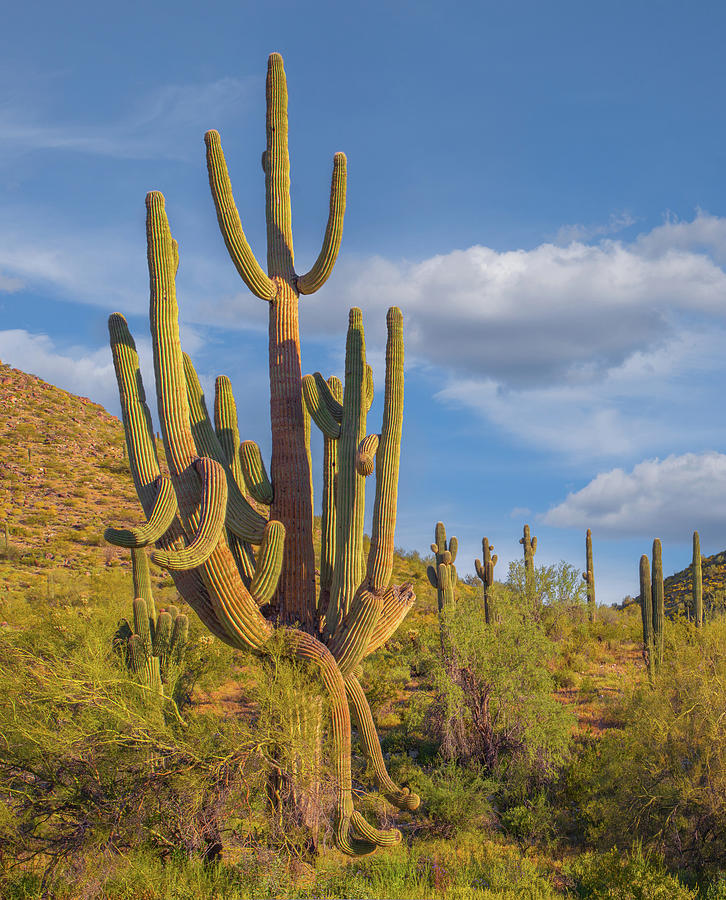 Nature Photograph - Big Saguaro Cactus #1 by Tim Fitzharris