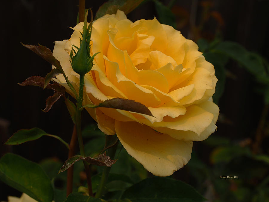 Big Yellow Rose #1 Photograph by Richard Thomas
