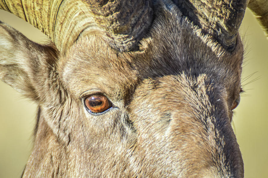 Bighorn Close up #1 Photograph by Ed Stokes