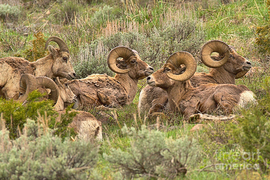 Yellowstone Bighorn Cluster Photograph by Adam Jewell