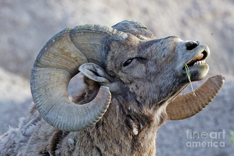 Bighorn Ram #2 Photograph by Natural Focal Point Photography