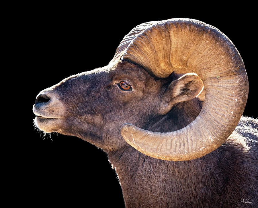 Bighorn Ram Portrait Photograph