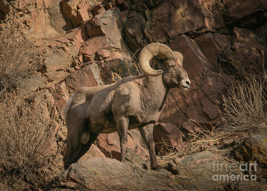 Standing Bighorn Sheep  Photograph by Dlamb Photography