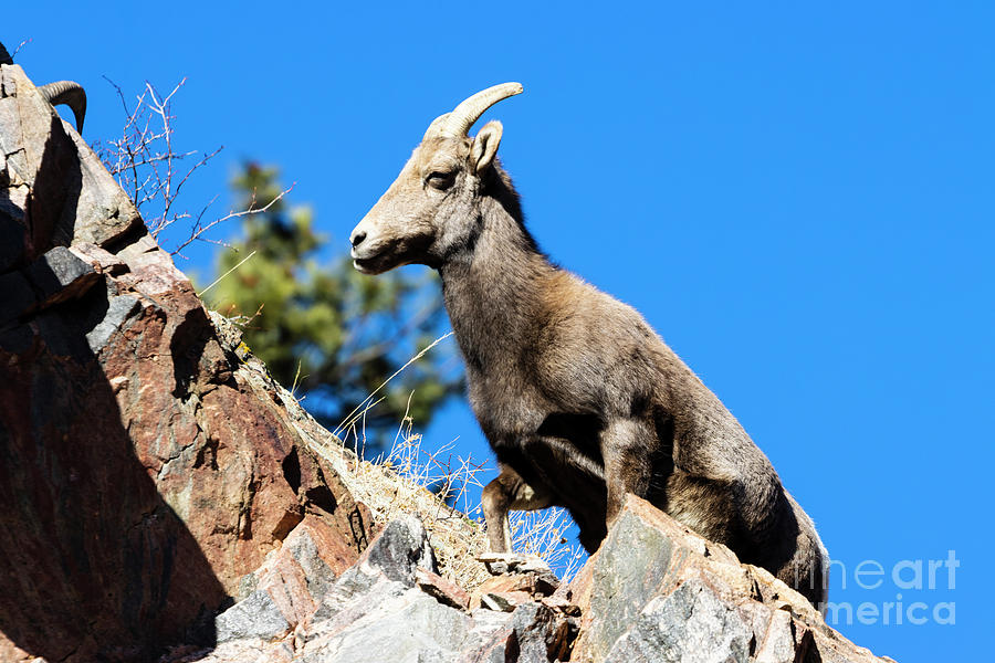 Bighorn Sheep In Waterton Canyon By The South Platte River Photograph
