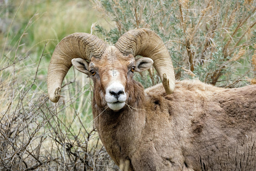 Bighorn Sheep Male Photograph By Timothy Wildey - Pixels