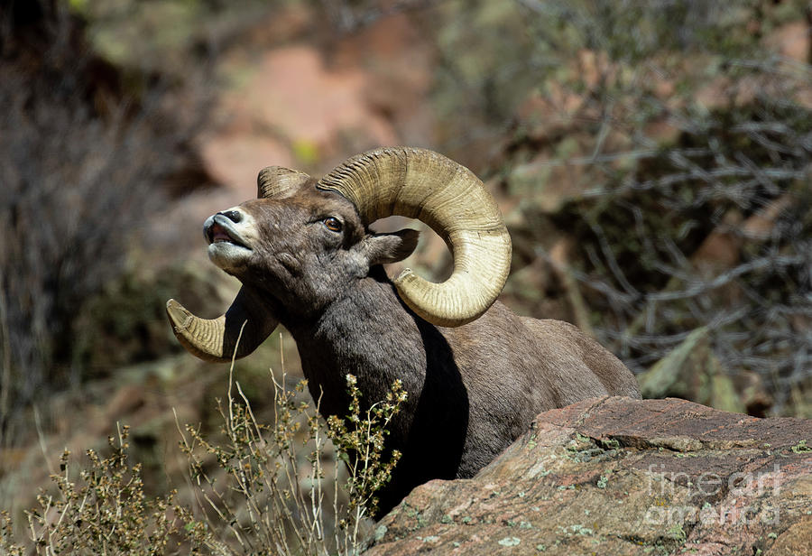 Bighorn Sheep Testing the Wind Photograph by Steven Krull Bighorn Sheep Testing the Wind Photograph by Steven Krull