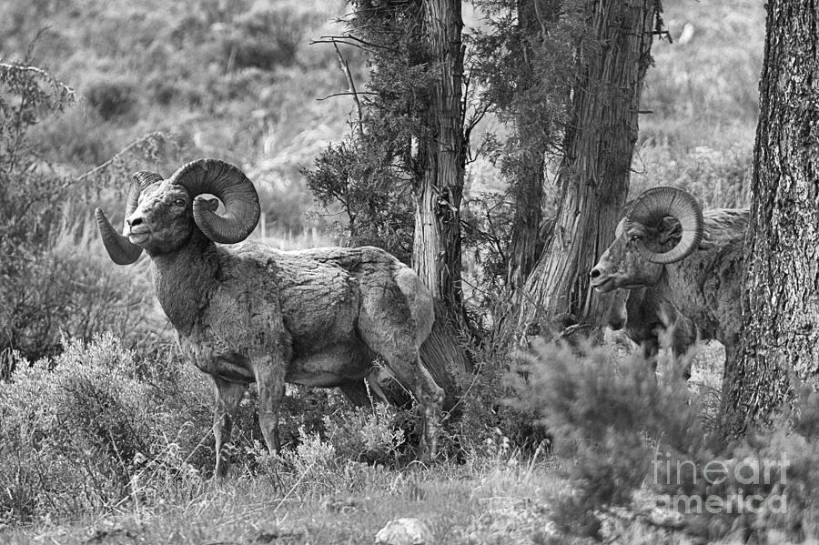 Bighorns In The Junipers #1 Photograph by Adam Jewell