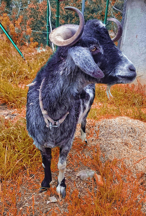 Billy Goat 20180503-15-01rt1 #1 Photograph by TomiRovira