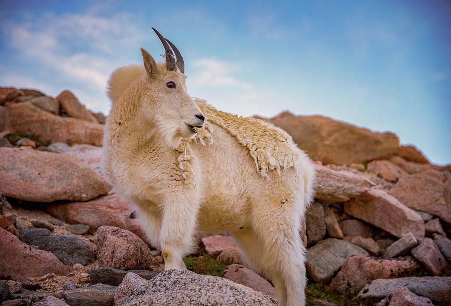 Billy Goats Scruff #1 Photograph by Darren White