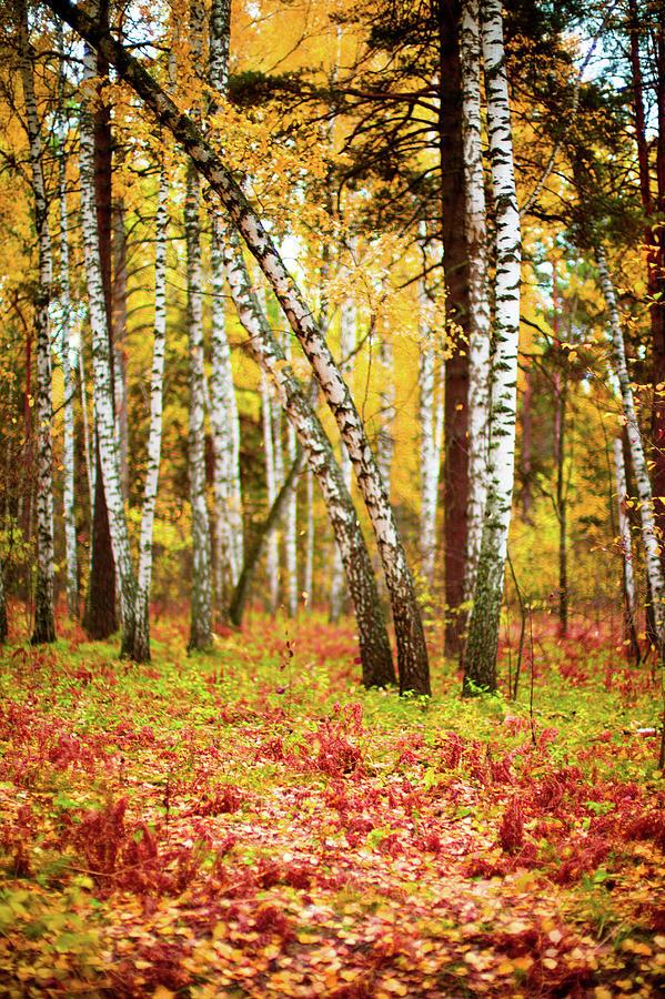 Birch forest, Novosibirsk, Russia #1 Photograph by Eugene Nikiforov