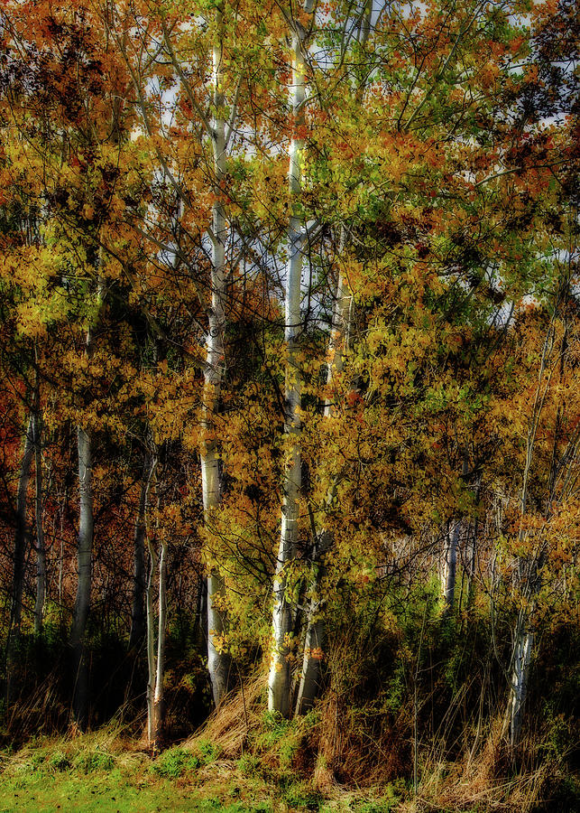 Birch Trees #1 Photograph by David Patterson