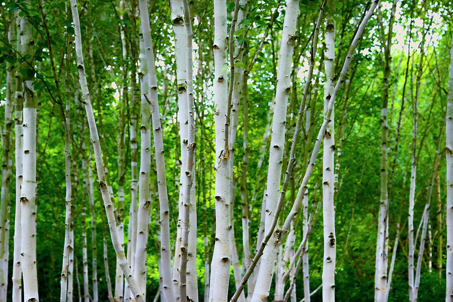 Birch Trees #1 Photograph by Svetlana Sewell