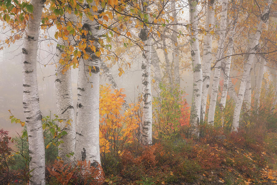 Birches in the Fog #1 Photograph by Darylann Leonard Photography