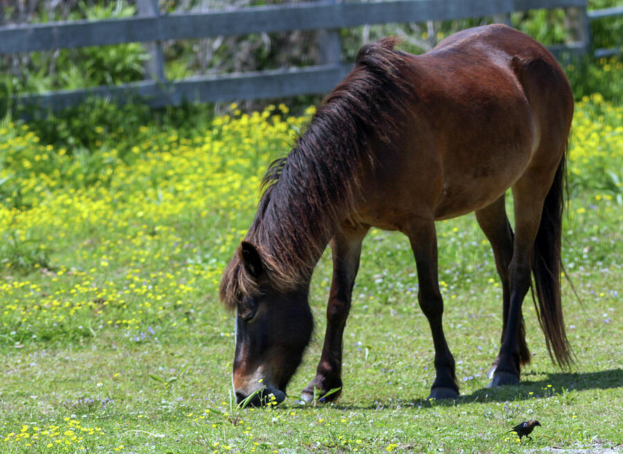Horse Photograph - Bird and Horse #1 by William Ryan