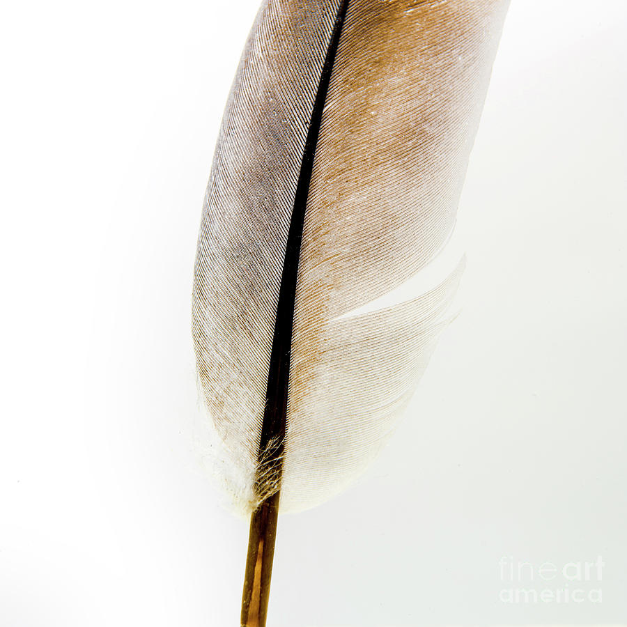 Abstract Photograph - Bird feathers, close up #1 by Bernard Jaubert