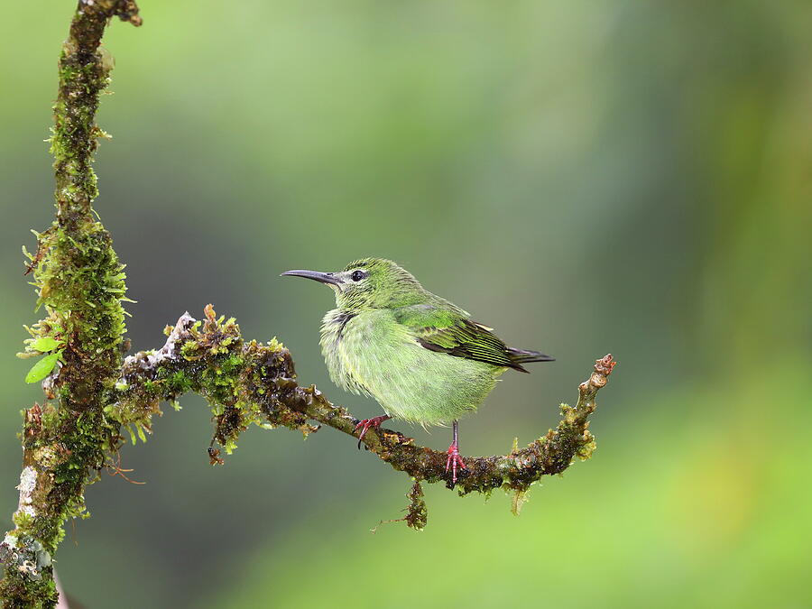 Identifying Costa Rica Birds