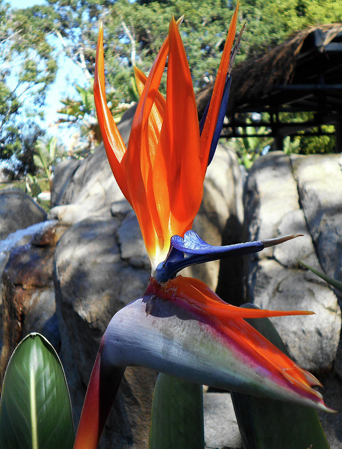Bird Of Paradise 2 #1 Photograph by Ron Kandt