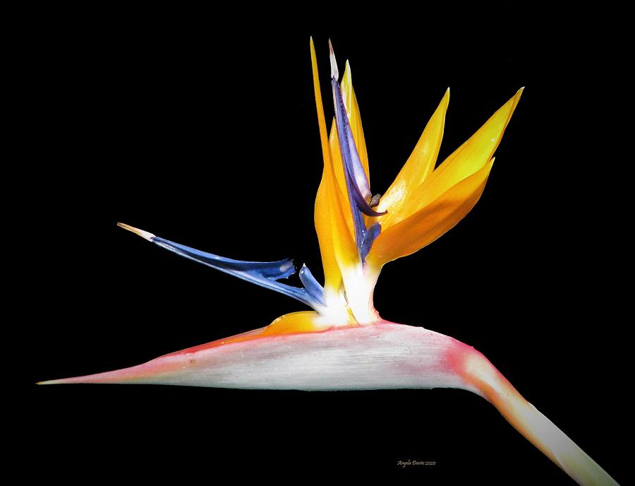 Flowers Still Life Photograph - Bird of Paradise #1 by Angela Davies
